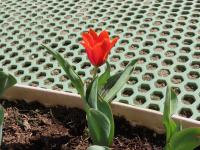 園庭開放のお知らせ(3/28実施) 未就園児(1・2・3歳児対象）